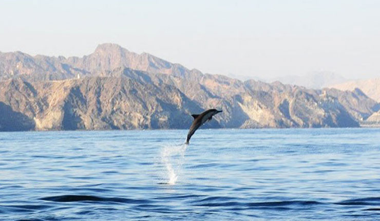 Dolphin watching