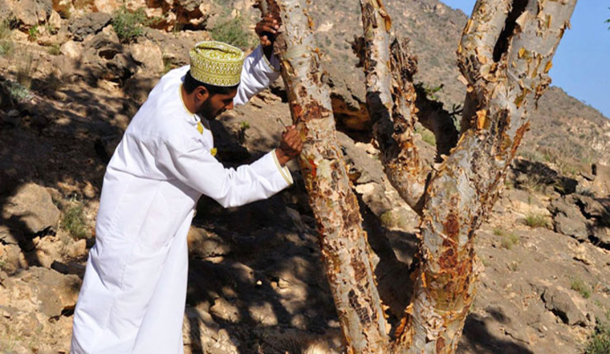 Frankincense Trail