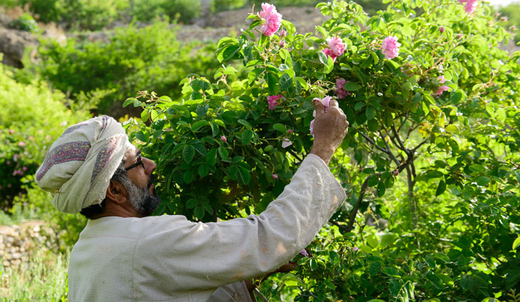 Jabel al Akhdar
