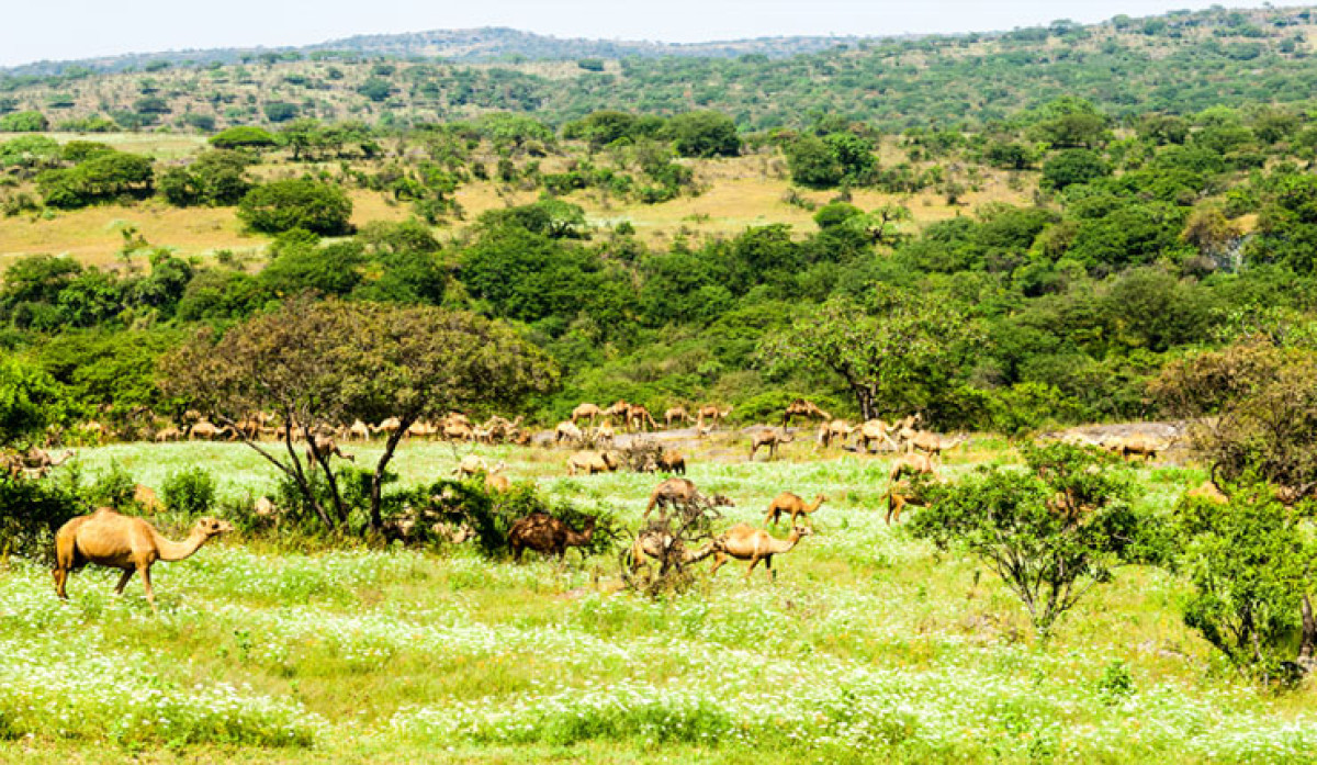 Jebel Safari Tour